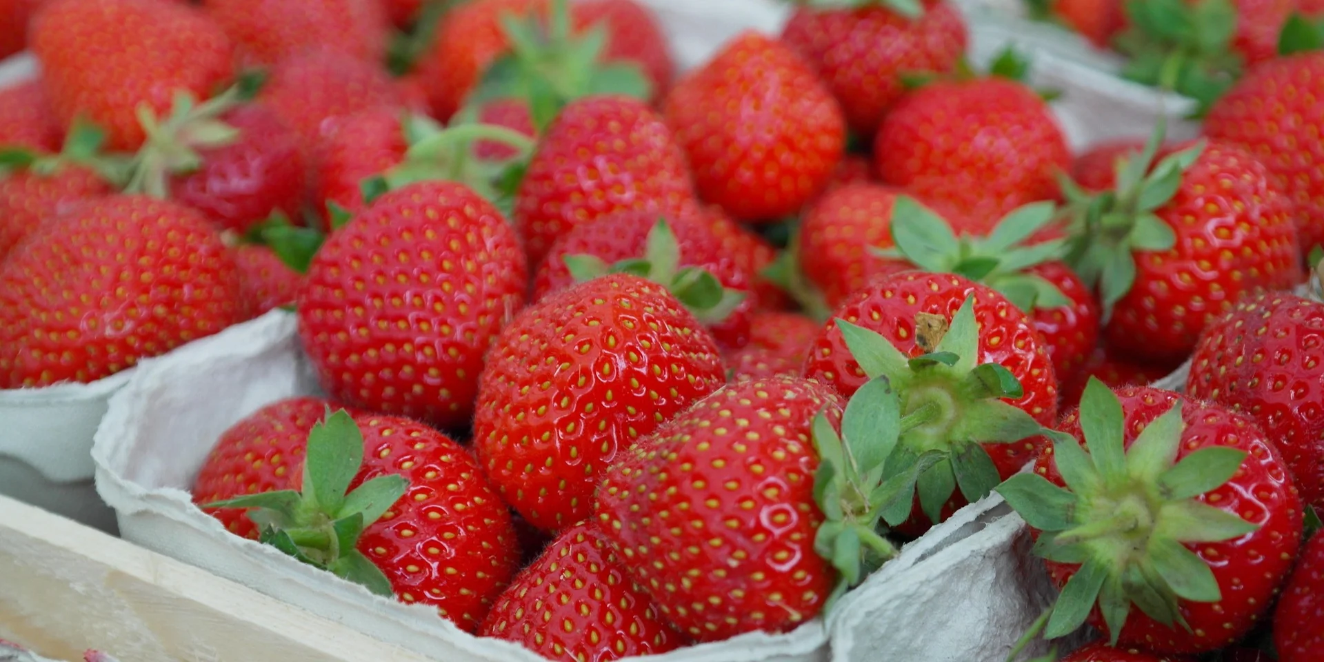 «Заморозки остаются ключевым риском». Фермер рассказал, как погода повлияет на цены клубники и малины в 2026 году