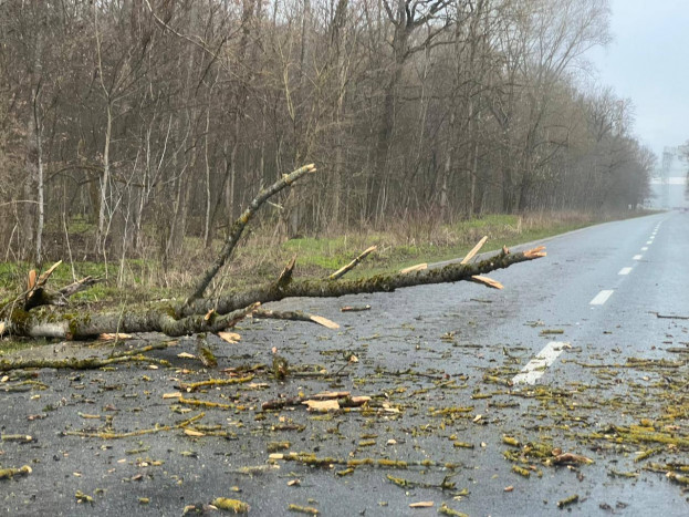 Сильний вітер на Тернопільщині повалив дерева на дороги державного значення