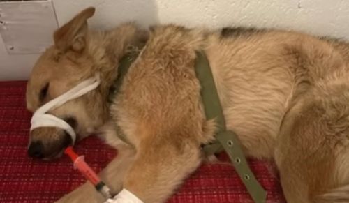 Волонтери врятували виснажену собаку з Козови: тепер Джессіка має родину