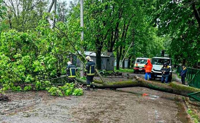 Велике дерево впало на проїжджу частину в Чернівцях (ФОТО)