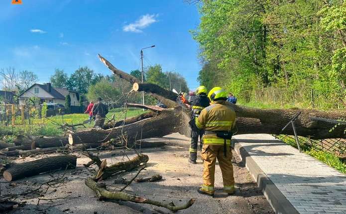 У місті на Буковині на дорогу впало велике дерево