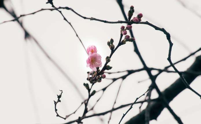 На Закарпатті у грудні розквітла «шалена» сакура