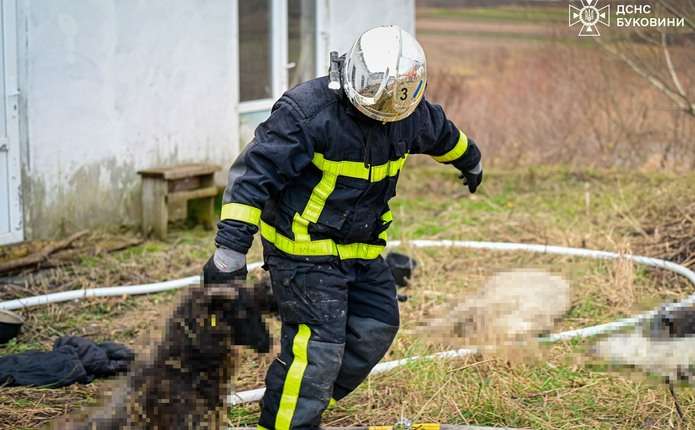 У селі на Буковині сталася пожежа на фермі: загинули ягнята