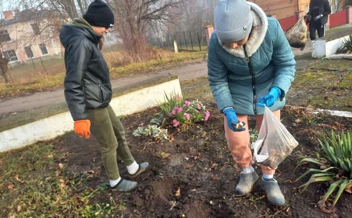 Навесні на Буковині квітнутимуть нарциси з Покровська