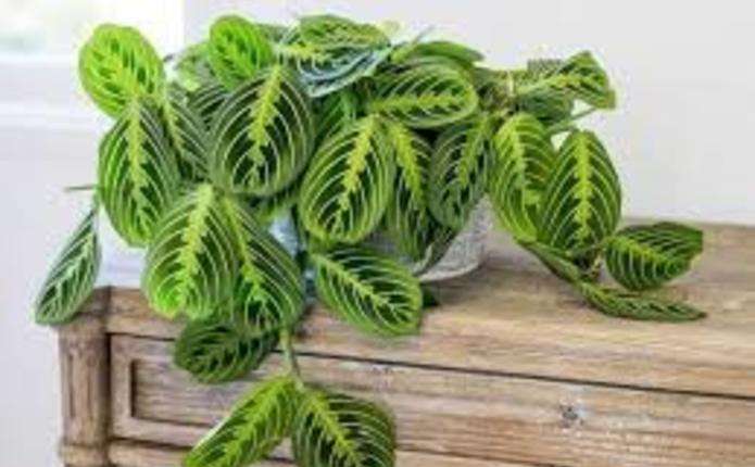 Коли рослину краще поливати, а коли не чіпати: садівники дали кілька порад