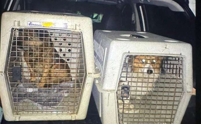 Силоміць заливав горілку собакам: на Львівщині розслідують жорстоке поводження з тваринами