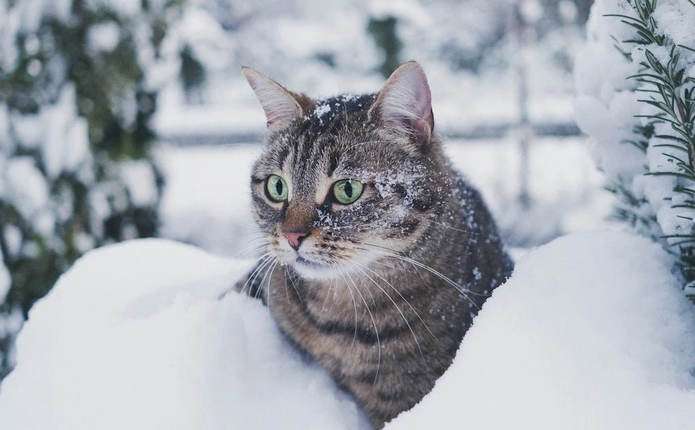 Очікується сніг з дощем: про погоду на Буковині сьогодні