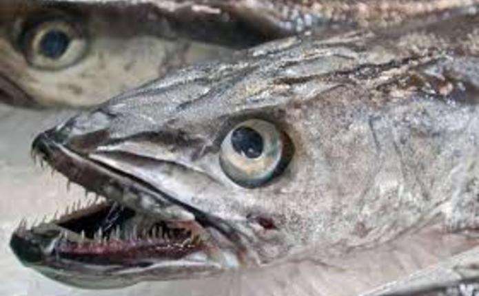 Ви точно їли цю рибу: безголовий монстр на полицях магазинів