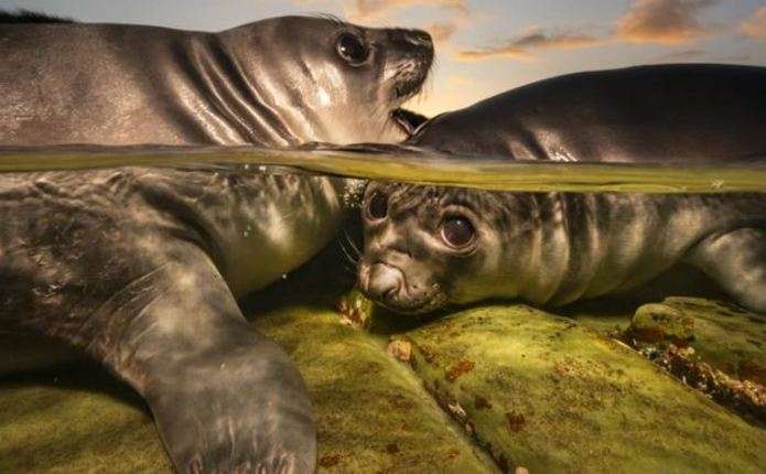Паща морського леопарда і грайливі тюленята: конкурс підводних знімків показав найкращі роботи у 2026 році