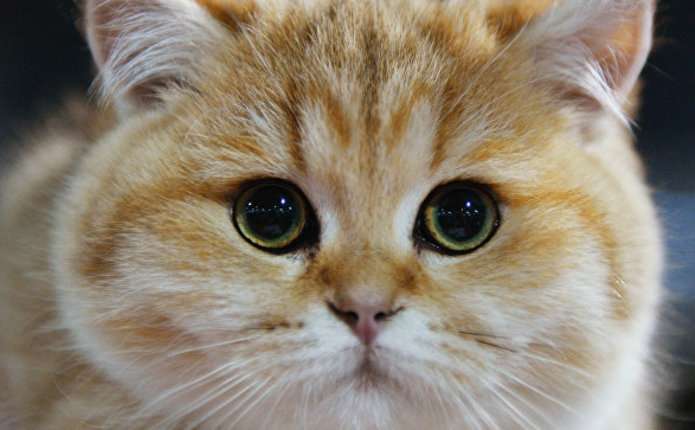 Куди найкраще розмістити котячий лоток: шість правил, що допоможуть зберегти спокій і комфорт вашого улюбленця