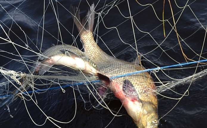 150 метрів браконьєрської сітки виявили у Дністровському водосховищі на Буковині