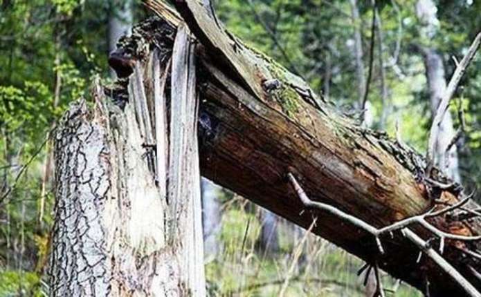 На Буковині під час спилювання дерева загинув юнак 2006 року народження
