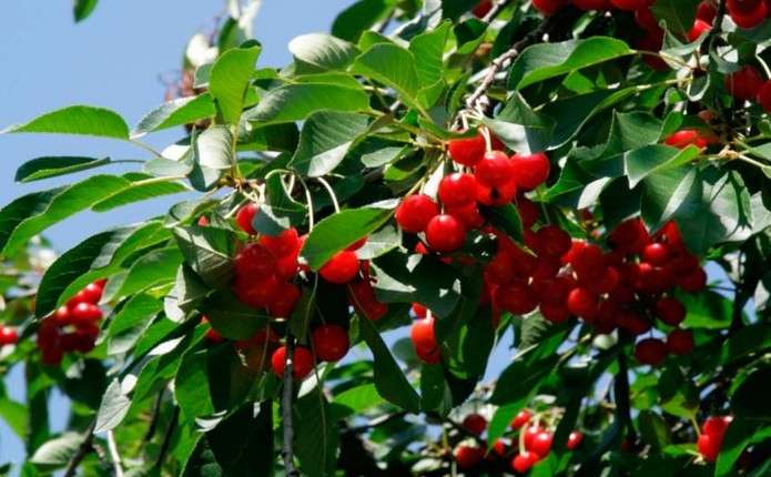 Як отримати щедрий урожай вишні: головні секрети