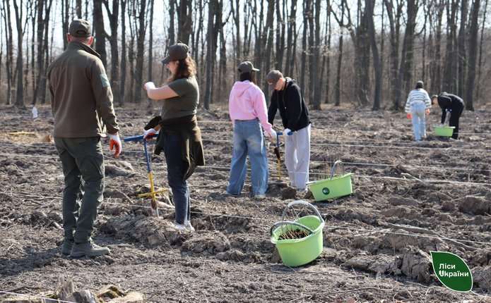 На Буковині цьогоріч планують висадити понад 900 тисяч дерев