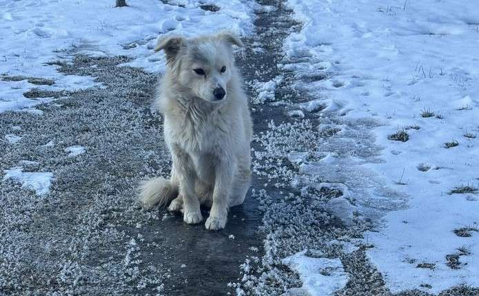 У переддень Великодня на Буковині вдарив 13-градусний мороз
