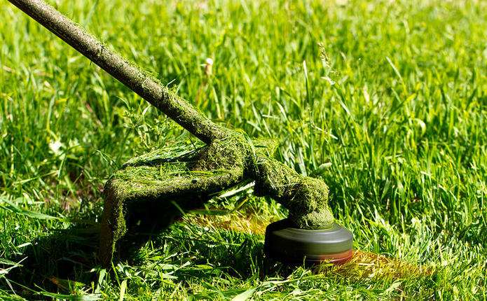 Чому не варто косити мокру траву: 6 можливих наслідків