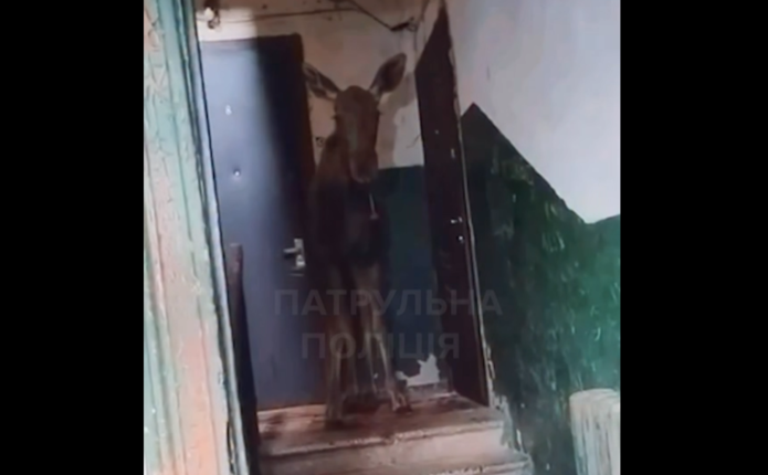(ВІДЕО) У Києві до під'їзду багатоповерхівки зайшов лось: тварину повернули до лісу