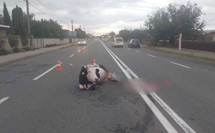 Ранкова ДТП під Чернівцями: на трасі легковик збив корову