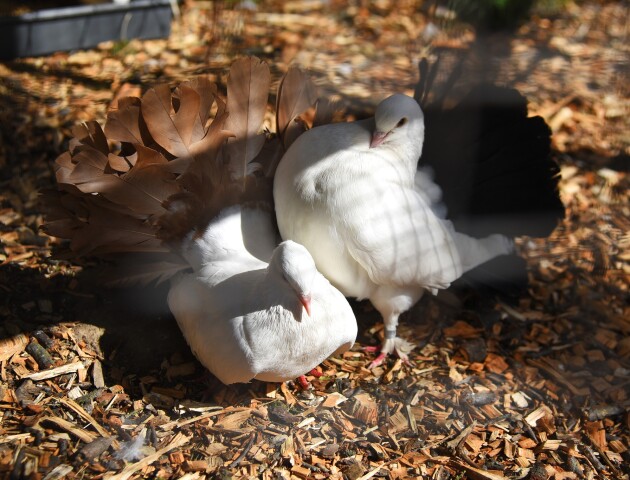 У Луцькому зоопарку дали потомство врятовані з-під Бахмута голуби