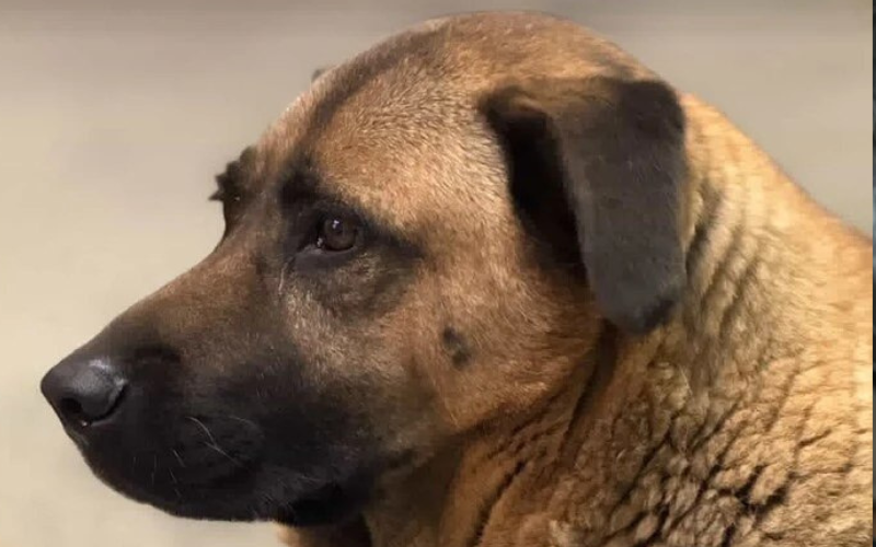 Для київського пса Міші, якого не пустили у метро під час обстрілів, знайшли нову родину