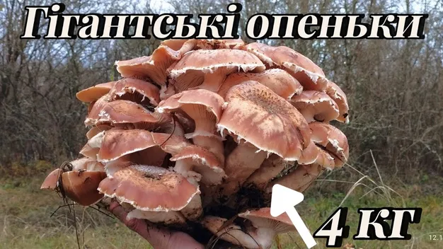 У лісах на Волині ростуть величезні опеньки: де саме