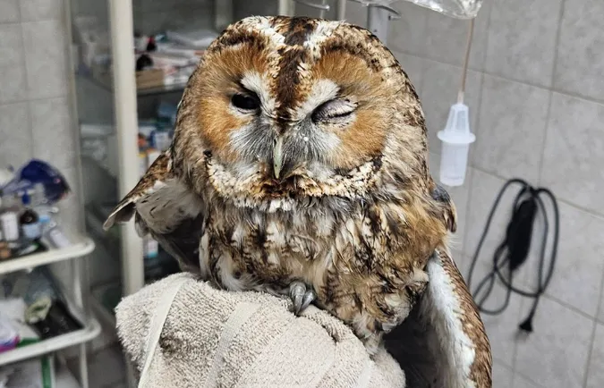 На Волині врятували сову, яка вдарилась у автомобіль (Фото)
