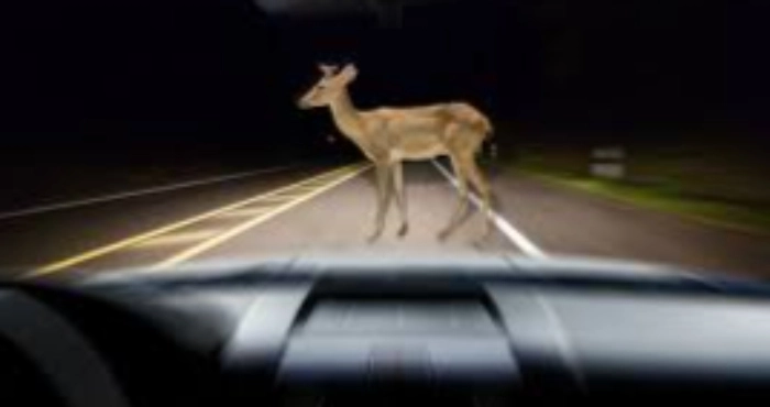 На Волині водій збив косулю