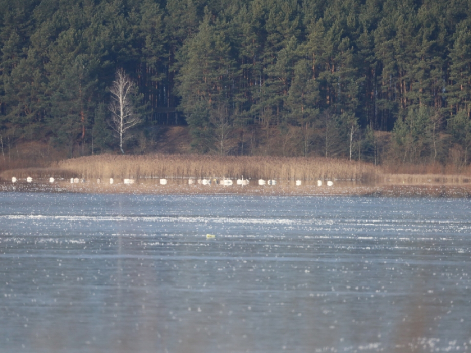 На волинському озері залишилися зимувати лебеді (Фото)