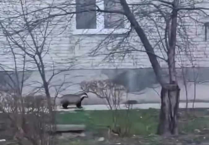 Серед міста на Волині помітили дикого звіра (Відео)