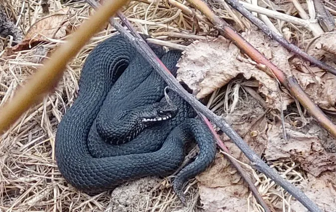 У лісі на Волині натрапили на чорну гадюку (Фото)