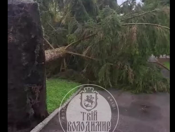 На Волині момент падіння дерева потрапив на камери спостереження (Відео)