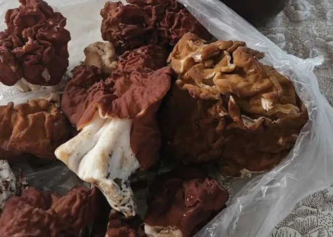 На ринку в Луцьку продають сумнівні гриби (Фото)