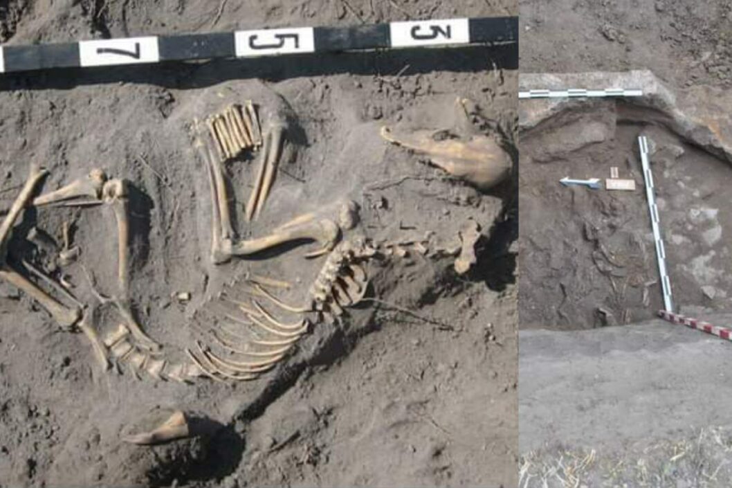 На Днепропетровщине археологи обнаружили уникальные захоронения домашних животных