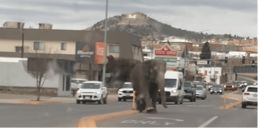 Слон втік із цирку та блукав вулицями (відео)