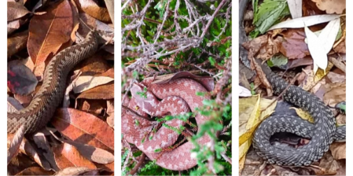 Досі не впали у сплячку: у лісах Волині грибники масово зустрічають змій (фото)