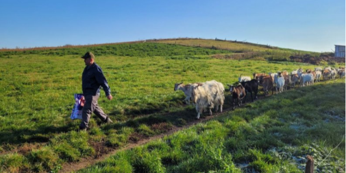 Фермер з Волині тримає 130 кіз (відео)