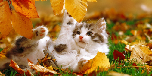 До +17° тепла: погода на Волині на 3 листопада