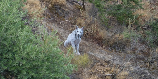 Фотопастка вперше зняла «білого привида» середземноморського лісу