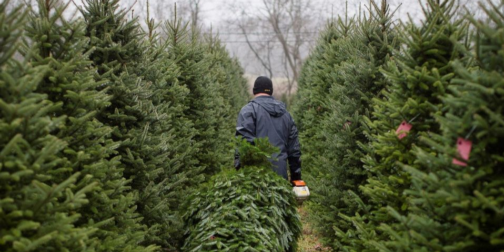 На Волині штрафуватимуть за ялинки: кого і на скільки