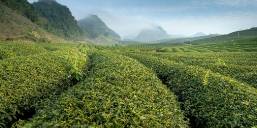 Як вибрати справжній пуер: 5 порад