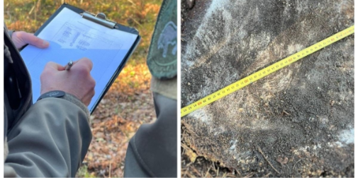 На Волині виявили масштабну незаконну вирубку: збитки – майже 2 мільйони гривень