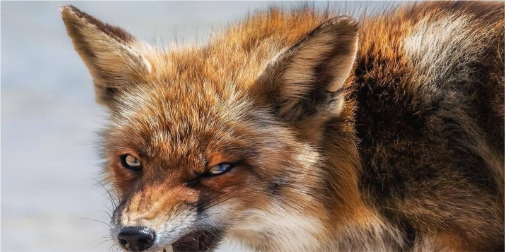 На Волині зафіксували масові напади скажених тварин на людей