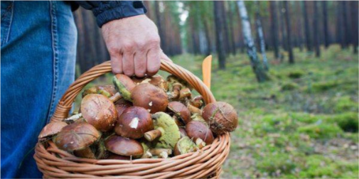 Сезон все ще триває: де шукати останні осінні гриби
