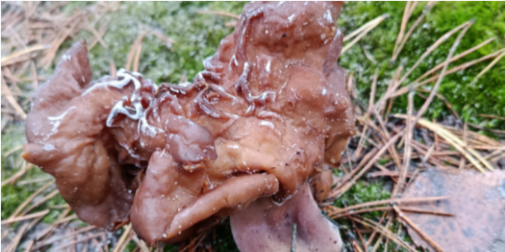 Руйнує шлунок, печінку та нервову систему: лучанин знайшов дуже отруйний гриб (фото)