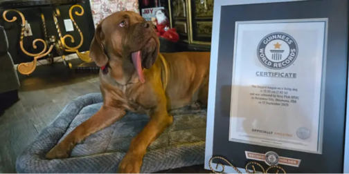 Який вигляд має пес із найдовшим у світі язиком