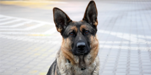 Служба у спадок: як волинський прикордонник започаткував династію службових собак (фото)