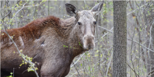 На Волині біля траси знайшли мертвого лося (фото)