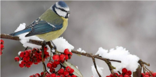 Коли в Україні відступлять морози та прийде потепління