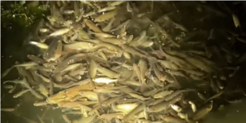 У центральному парку гине риба – лучани б'ють на сполох (відео)