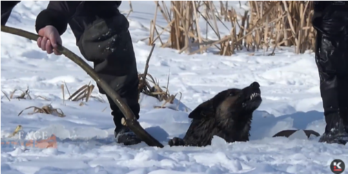 Був агресивний і наляканий: у Луцьку на Теремнівських ставках собака провалився під кригу (відео)